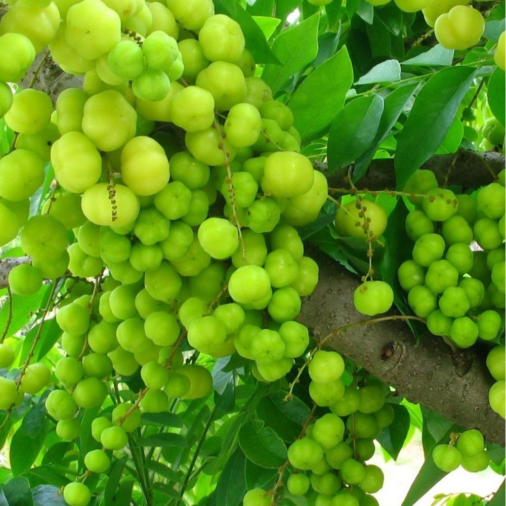 Amla