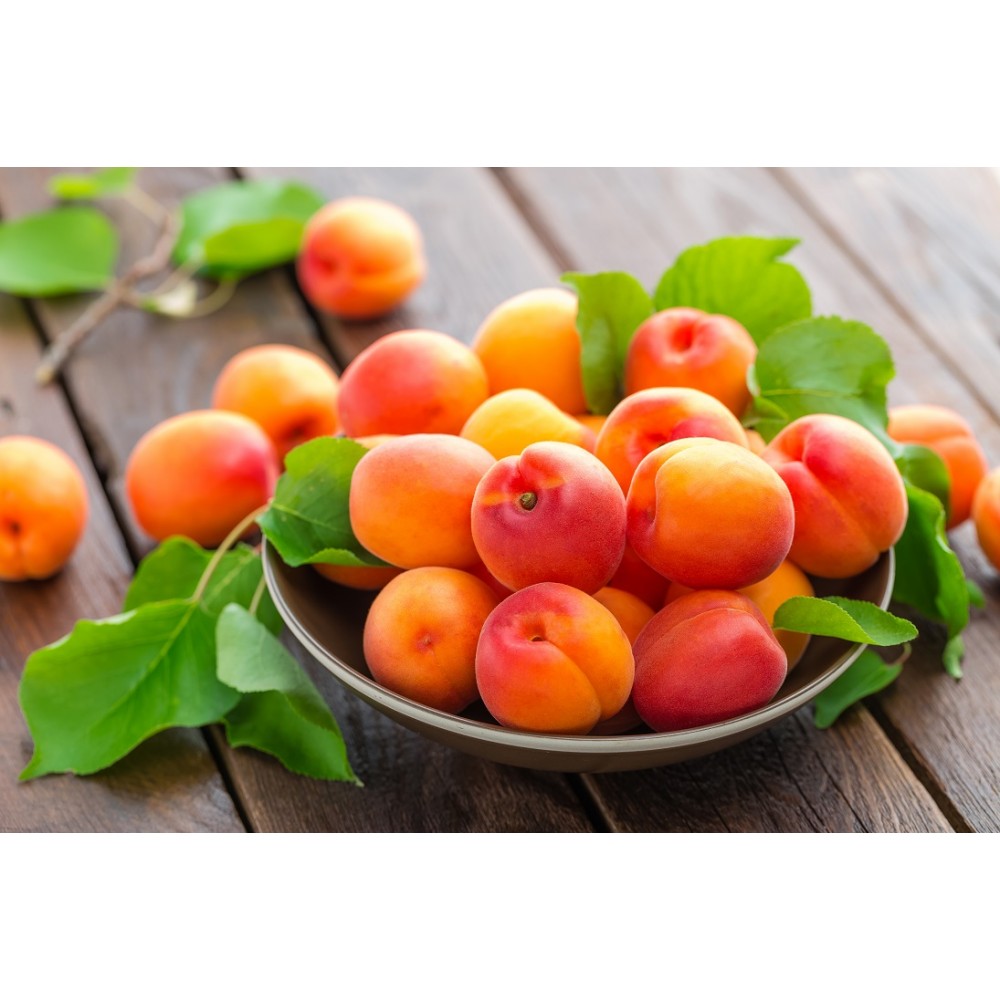 Apricot