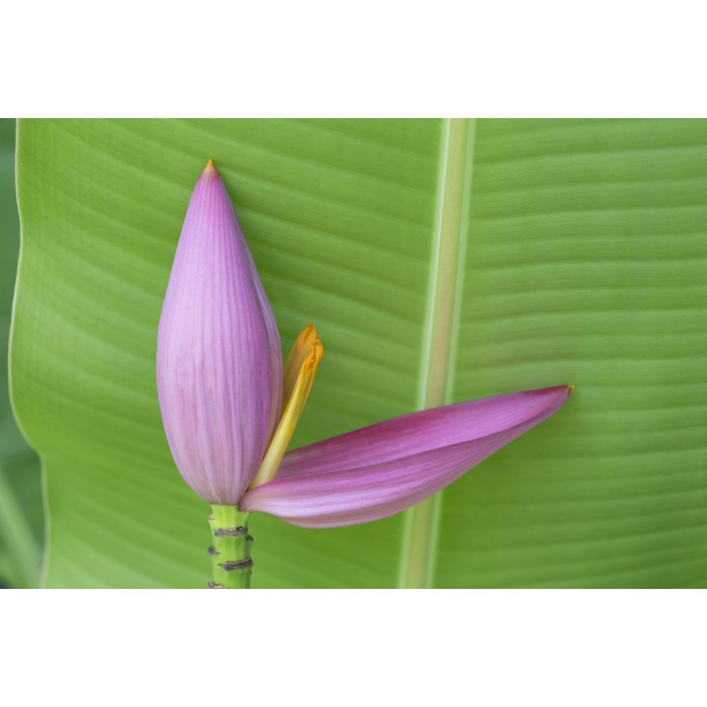 Banana Flower