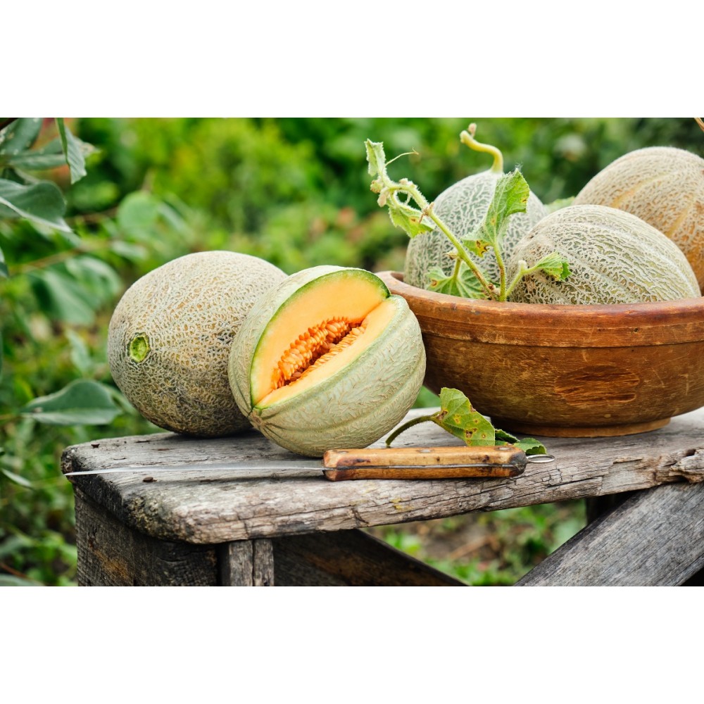 Muskmelon